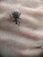 Liophloeus tessulatus