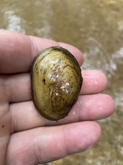 Lampsilis straminea