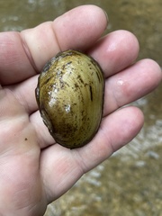 Lampsilis straminea