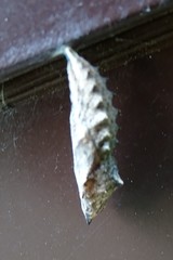 Lepidoptera