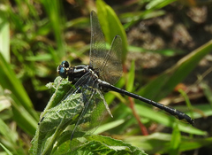 Phanogomphus quadricolor