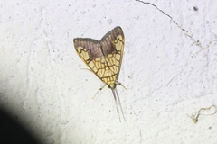 Pantographa suffusalis