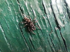 Salticus zebraneus