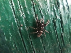 Salticus zebraneus