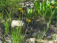 Echinacea paradoxa paradoxa