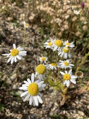 Matricaria chamomilla