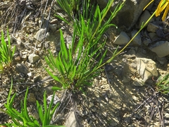 Echinacea paradoxa paradoxa