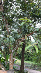 Psidium guajava image