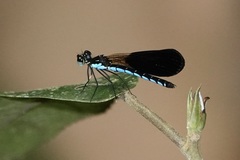 Heliocypha