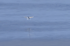 Yellow-Wing Flyingfish photo 3