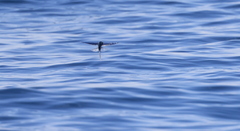 Cheilopogon cyanopterus