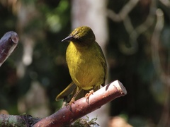 Orthogonys chloricterus