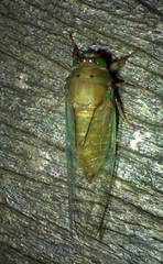 Carineta rufescens