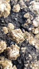 Hydropunctaria amphibia