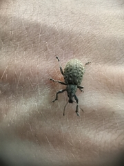 Liophloeus tessulatus