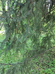 Picea