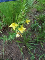 Oenothera clelandii