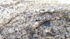 Hydropunctaria amphibia