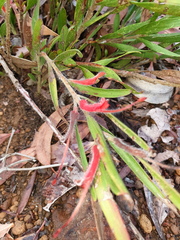 Adenanthos barbiger
