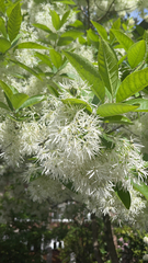 Chionanthus virginicus