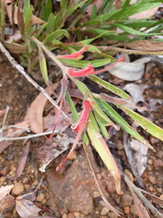 Adenanthos barbiger