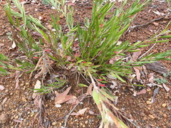 Adenanthos barbiger