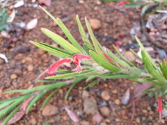 Adenanthos barbiger