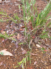 Adenanthos barbiger