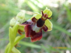 Ophrys insectifera
