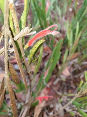 Adenanthos barbiger