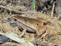 Hamptophryne boliviana