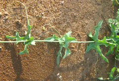 Coccinia sessilifolia var. sessilifolia image