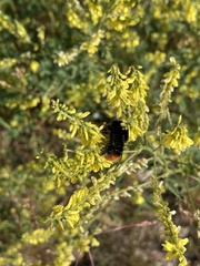 Bombus lapidarius