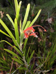 Adenanthos barbiger
