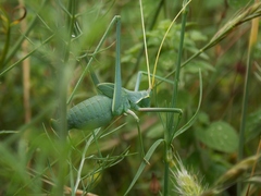 Acrometopa italica