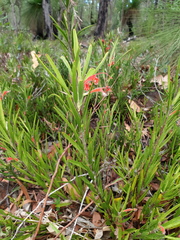 Adenanthos barbiger
