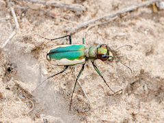 Cicindela lacteola