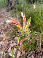 Adenanthos barbiger