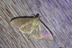 Rhectocraspeda periusalis