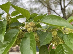 Maclura