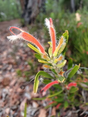 Adenanthos barbiger