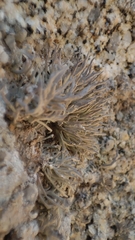 Roccella phycopsis