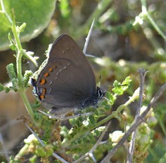 Satyrium ilicis