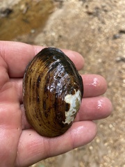 Lampsilis straminea