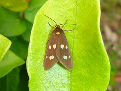 Dysauxes punctata