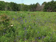Delphinium treleasei