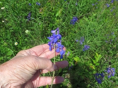 Delphinium treleasei