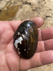 Lampsilis straminea
