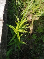 Lysimachia thyrsiflora