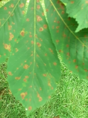 Cameraria ohridella